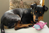 A cute foster dog
