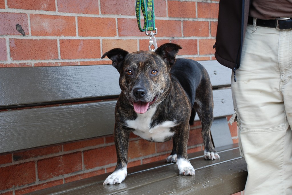 Corgi bully hot sale mix