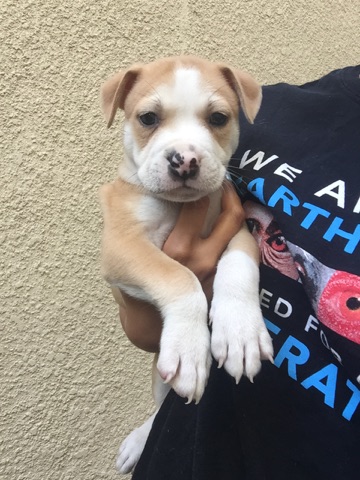 Pitbull Pups - Rocket Dog Rescue