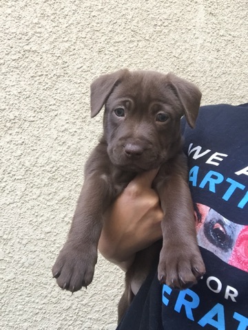 pit mix puppies for adoption